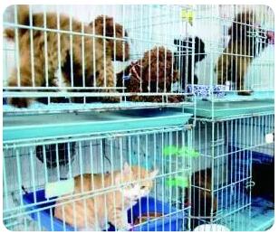 寵物托運服務(wù)火起來 萌寵跟隨主人“打飛的”