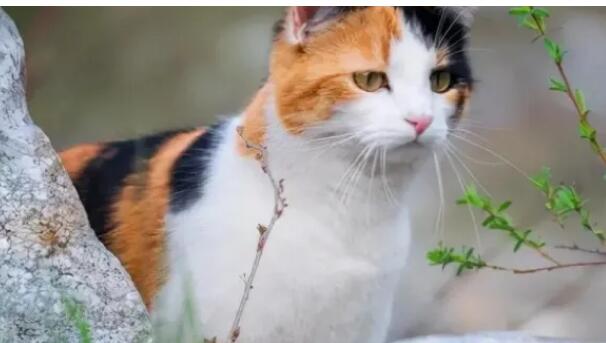 “寵物貓”VS“土貓”，過來人告訴你，區別很大