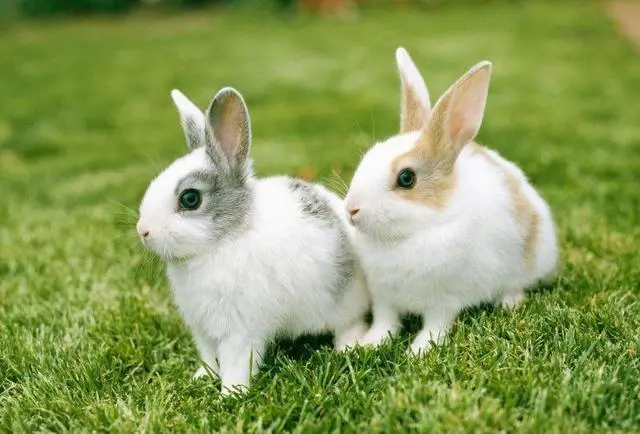 適合女生養的寵物有哪些 看看女生應該養什么樣的寵物